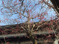 梅の花が咲きました　ほぼ平年並みです 2024/03/24 12:08:51