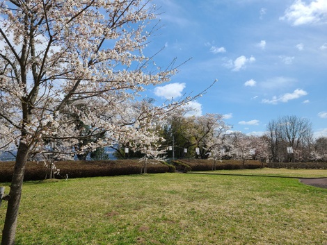 岩手県奥州市前沢は桜が満開　密にならないお花見コース　お物見公園まで
