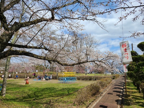 岩手県奥州市前沢は桜が満開　密にならないお花見コース　お物見公園まで