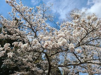 岩手県奥州市前沢は桜が満開　密にならないお花見コース　お物見公園まで 2021/04/11 00:14:44