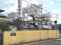 桜は開花から2日で満開！奥州市前沢は桜が見ごろです 2022/04/13 22:39:24