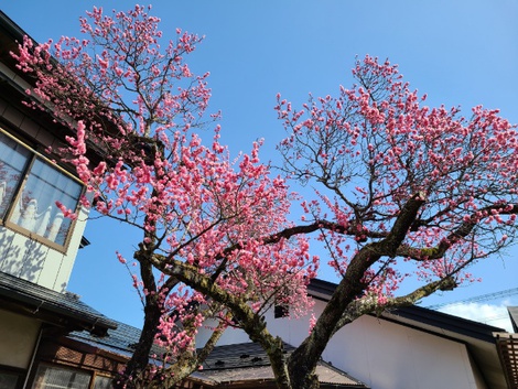 奥州市前沢は梅が満開　桜はもうすぐです