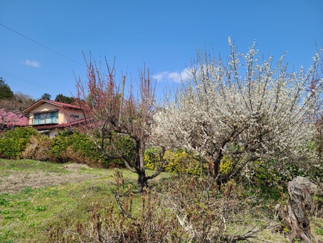 奥州市前沢は梅が満開　桜はもうすぐです