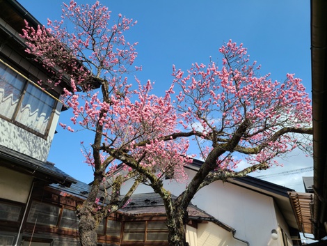 梅の花が満開　桜の開花はいつ頃かな