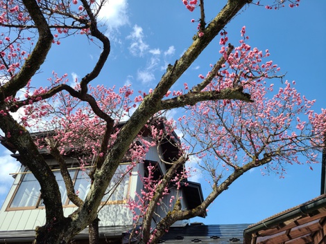 梅の花が満開　桜の開花はいつ頃かな