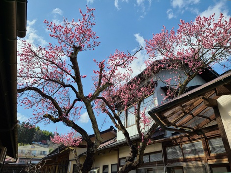 梅の花が満開　桜の開花はいつ頃かな