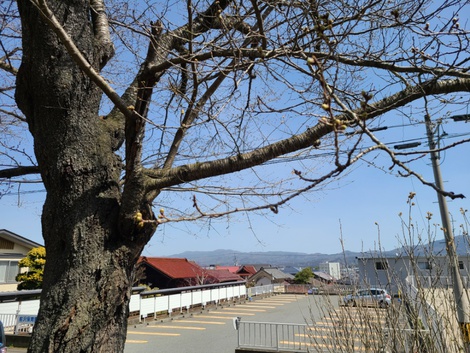 梅の花が満開　桜の開花はいつ頃かな