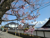 桜が開花しました 岩手県奥州市前沢では平年より少し早めです