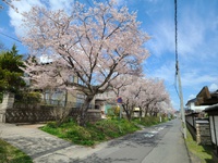 奥州市前沢では桜満開　この週末が見ごろです　お花見はお物見公園へ