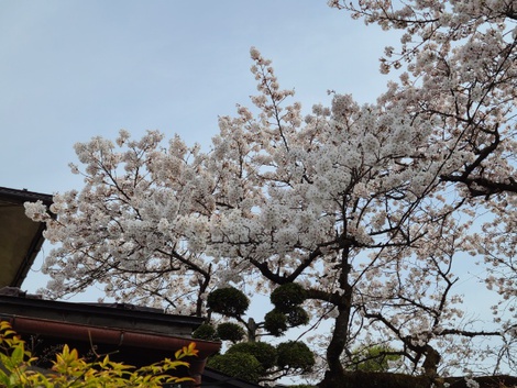 奥州市前沢は桜が満開　高台のお物見公園は3分咲きぐらい