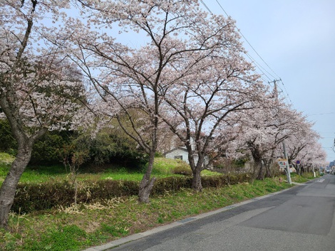 奥州市前沢は桜が満開　高台のお物見公園は3分咲きぐらい