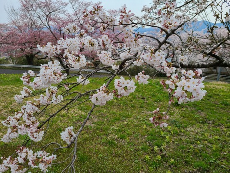 奥州市前沢は桜が満開　高台のお物見公園は3分咲きぐらい