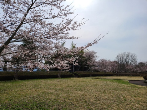 奥州市前沢は桜が満開　高台のお物見公園は3分咲きぐらい