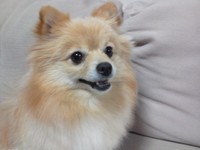 迷い犬（写真は違うよ）