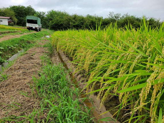 田んぼの溝切り　天日干し稲刈りの準備その1　米屋ふくち店長の米づくり