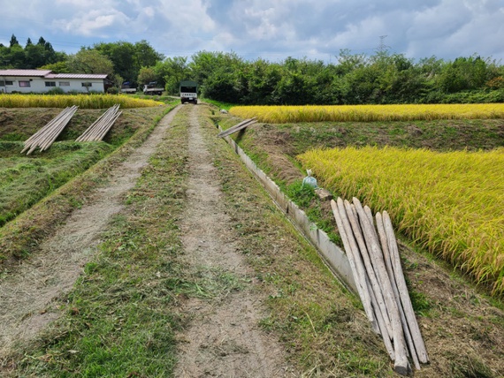 田んぼに杭を運びます　天日干し稲刈り準備その4　米屋ふくち店長の米づくり