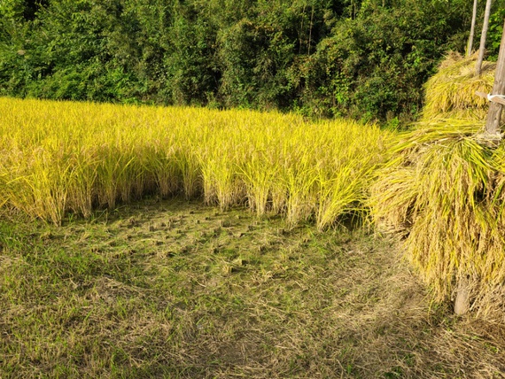 田んぼの隅刈り　天日干し稲刈り準備その7　米屋ふくち店長の米づくり