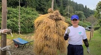 天日干し稲刈りのようす 一本杭の『ホンニョがけ』稲束のかけ方 【動画あり】 米屋ふくち店長の米づくり 2020/10/06 22:59:05