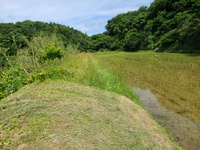 毎朝田んぼの畔の草刈りです　米屋ふくち店長の米づくり 2021/06/13 19:19:31