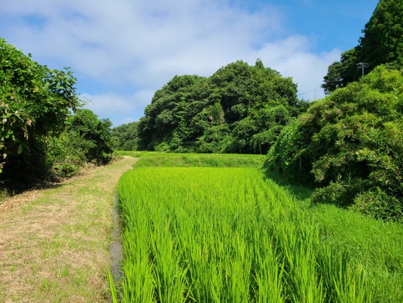 田んぼでは穂が出始めました　米屋ふくち店長の米づくり
