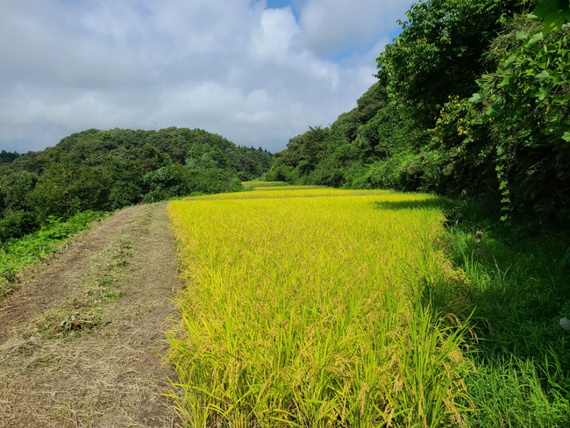 稲刈りの前に畔の草刈り 棚田は特に大変！　米屋ふくち店長の米づくり