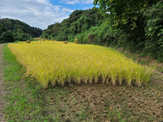 天日干し稲刈りは、まず鎌で手刈りから　米屋ふくち店長の米づくり