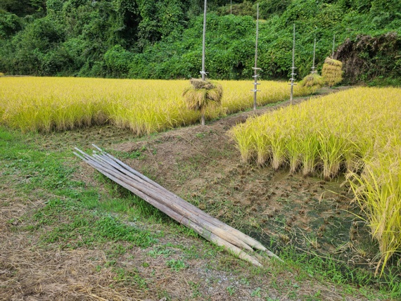 天日干し稲刈りは、まず鎌で手刈りから　米屋ふくち店長の米づくり