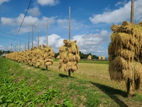 天日干し稲刈りは一本杭の「ホンニョがけ」です　米屋ふくち店長の米づくり 2021/09/30 23:51:56