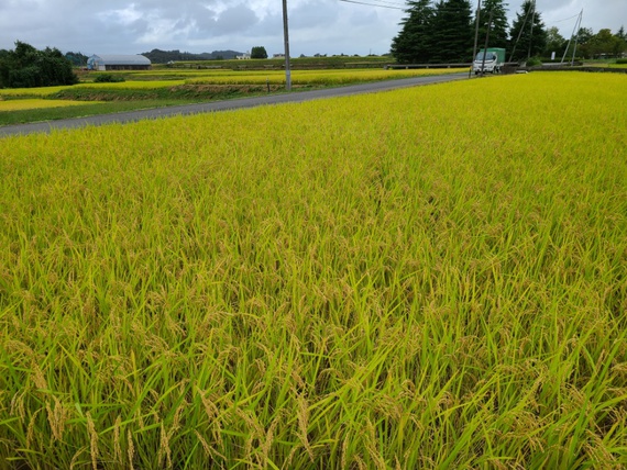 台風14号の前に畔の草刈りできるところまで(;^_^A　米屋ふくち店長の米づくり