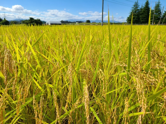台風14号は被害なし　稲刈りまでもう少し待ちます　米屋ふくち店長の米づくり