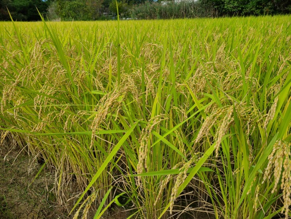 台風14号は被害なし　稲刈りまでもう少し待ちます　米屋ふくち店長の米づくり