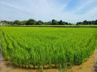 稲の出穂と開花　イネの花をじっくり見てみましょう　米屋ふくち店長の米づくり