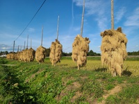 脱穀が終わりました　天と大地に感謝して収穫　米屋ふくち店長の米づくり