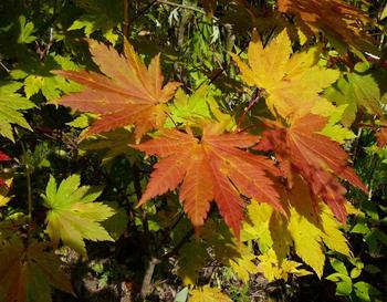 紅葉