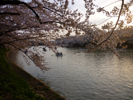 弘前の桜