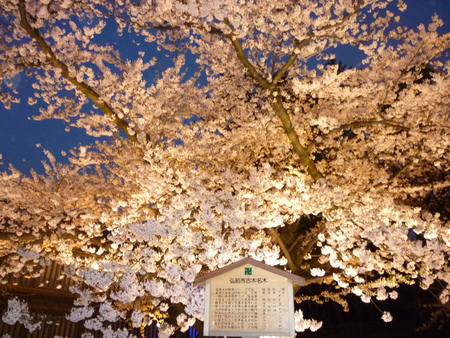 弘前の桜