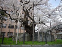 石割桜開花