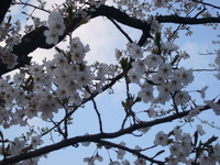 まだまだ桜