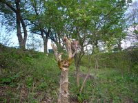 山菜の季節