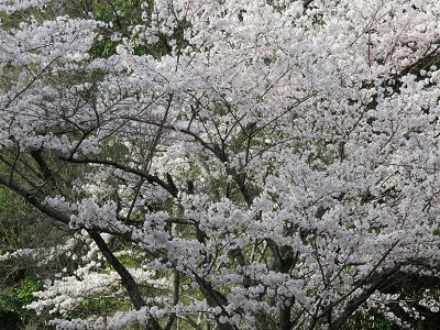 満開の桜