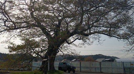 北館の桜 北館の桜