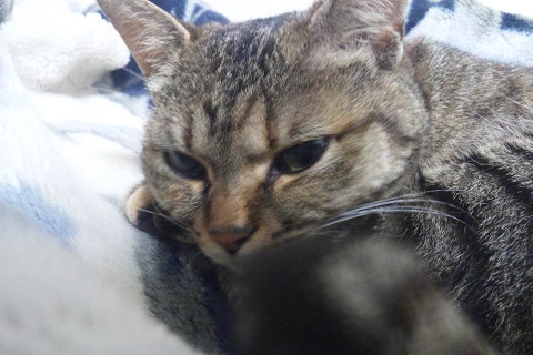よろしくおねがい申し上げます。