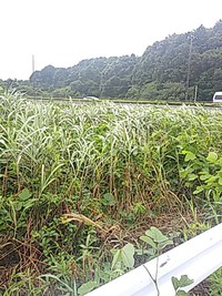  おいしげってなびいてる系 2020/07/06 08:44:07