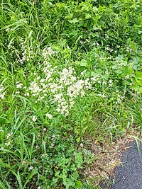 満開 2020/07/06 09:02:58