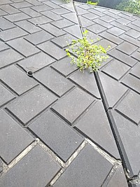  今日のラッキー植物☆ 2020/07/10 07:34:25