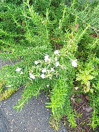  満開なローズマリー 2020/07/20 07:36:51