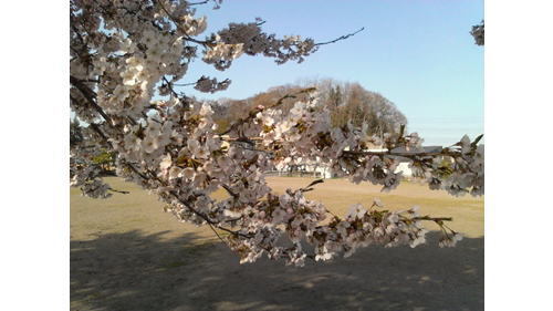 A019:花見の時期の空気 A019:花見の時期の空気