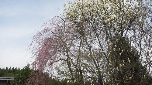 A644：桜も咲いて… 解放