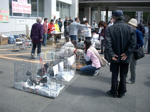 4月17日（日）　宮古市の被災犬譲渡会に参加