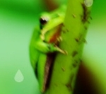 めた